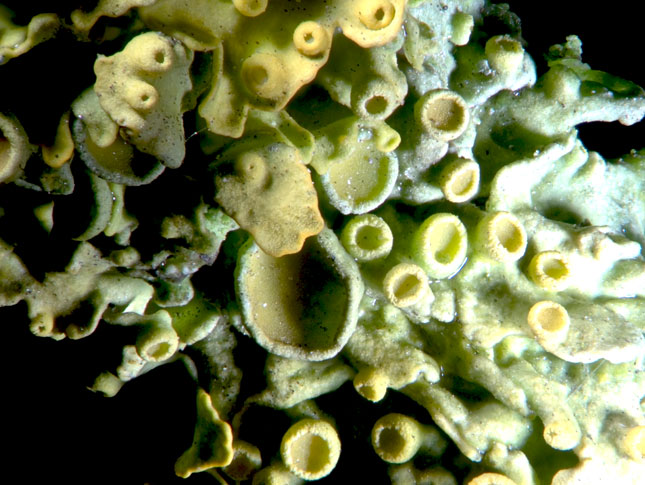 STEM: Lichens under a microscope