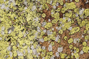 Lichens under the sun